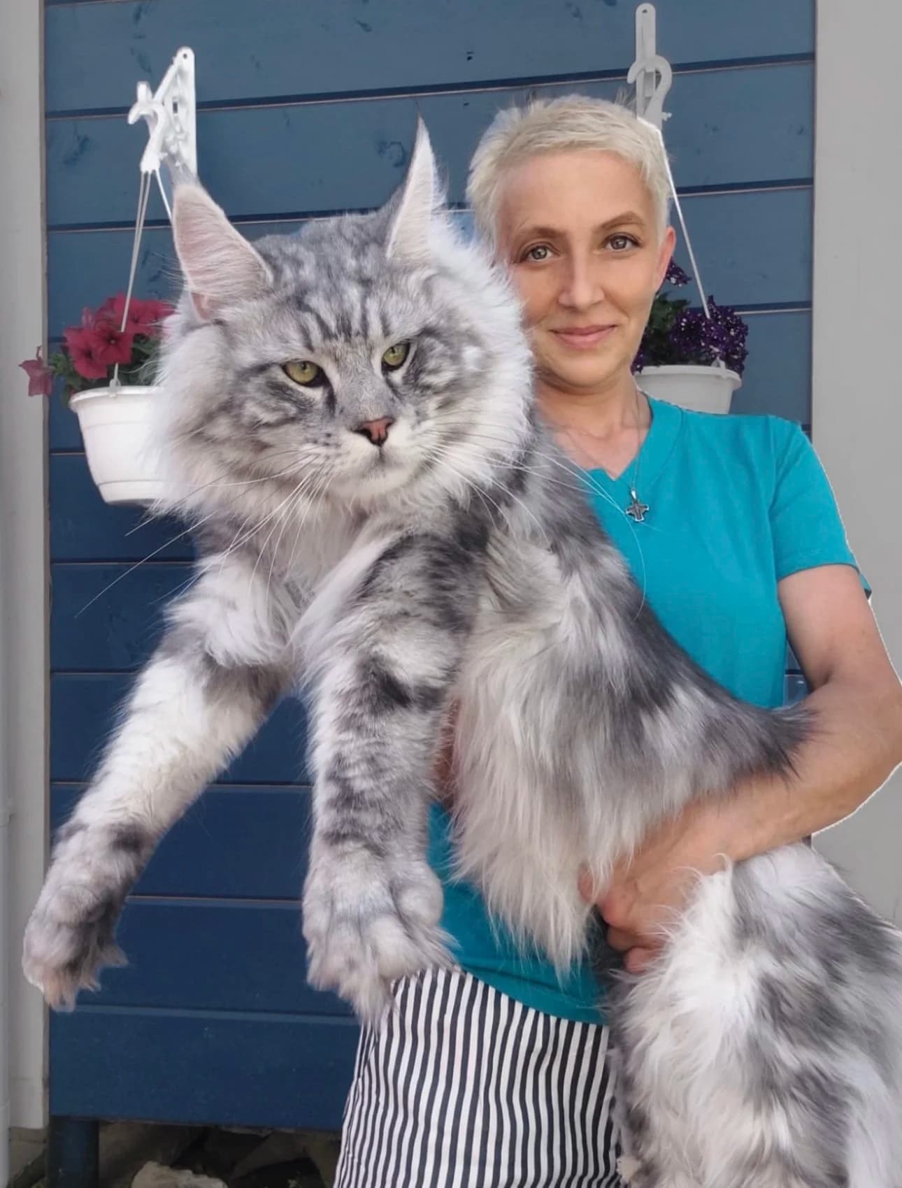 Maine Coon cats for sale