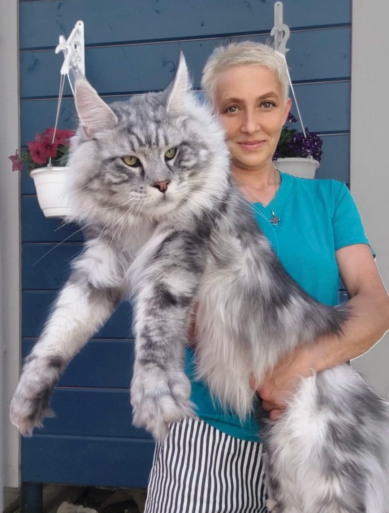 Maine Coon cats for sale