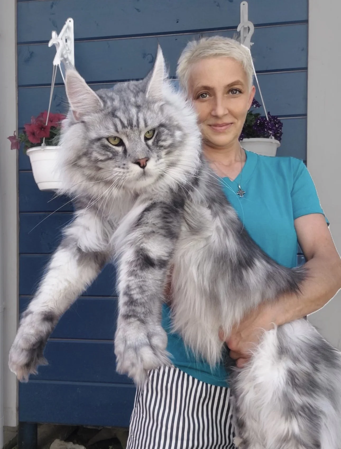 Maine Coon cats for sale